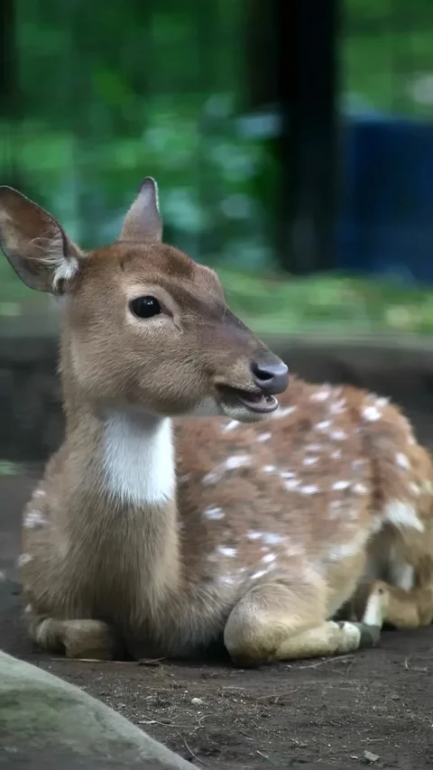 Close up shot of deer in the park Video stock 297160502