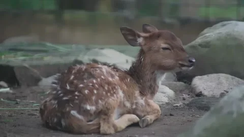 Close up shot of deer in the park Stock Footage 297160560