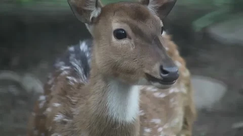 Close up shot of deer in the park Stock Footage 297160582