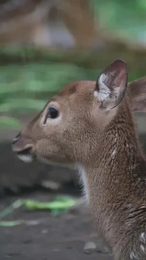 Close up shot of deer in the park Video stock 297160630