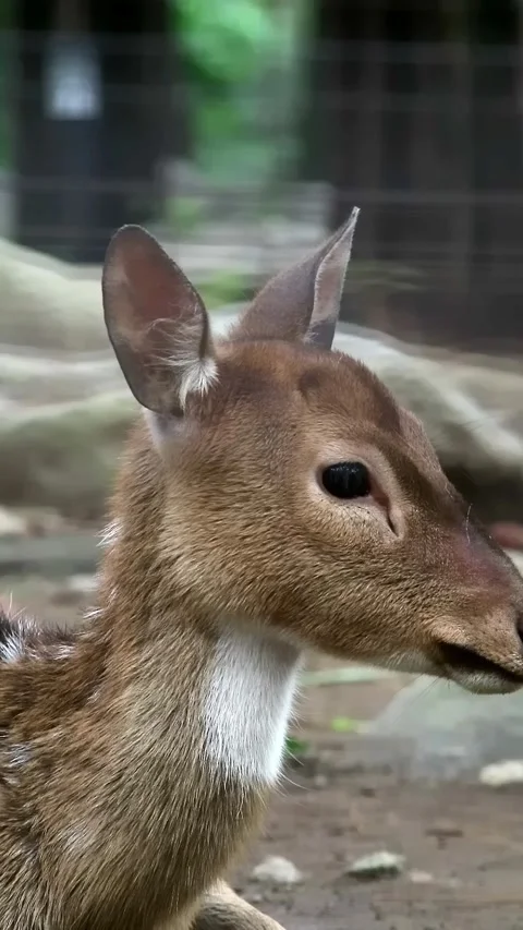 Close up shot of deer in the park Stock Footage 297160664