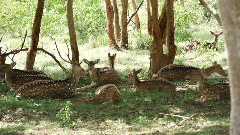 Close shot of deer with white spots under trees 库存影片 156953310