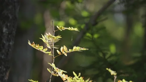 A close-up shot of the delicate tree branch with pale yellow leaves. Pan Stock Footage 205608317