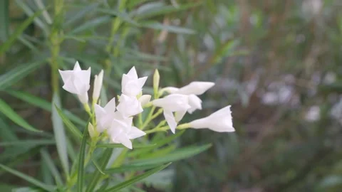 Close up shot of delicate white oleander flowers blooming on a green leafy .. Vídeo Stock 336838084