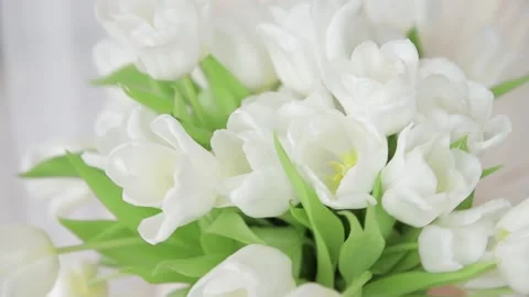 Close-up shot of delicate white tulips in woman's hands. Bunch of the first Stock Footage 237514352