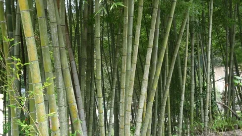 Close Shot of Dense Bamboo Forest Trunks with Sunlit Green Foliage Background Stock Footage 329947358
