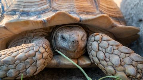 Close up shot of desert tortoise (Gopherus agassizii and Gopherus morafkai),  Stock-Fotos