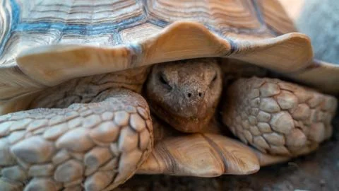 Close up shot of desert tortoise (Gopherus agassizii and Gopherus morafkai),  Photos