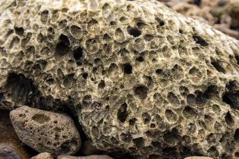Close up shot of detailed honeycomb pattern on dead favia star coral rock l.. Stock Photos