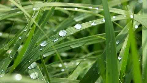 Close-up shot of dew on blades of grass in Grand Lake, Colorado 動画素材 164126080