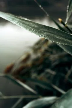 Close-Up Shot of Dew Drops on Grass Leaf Stock Photos