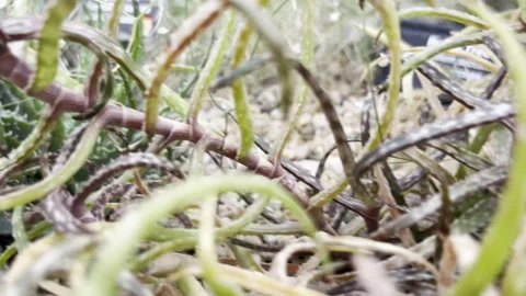 Close up shot of different desert plants Stock Footage 278931372
