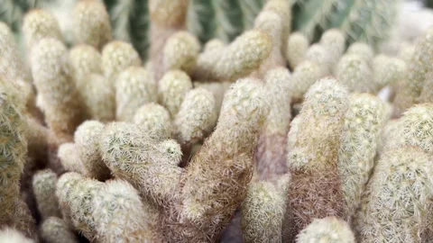 Close up shot of different desert plants Stock Footage 278931426