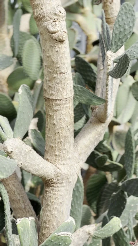 Close up shot of different desert plants Stock Footage 278932246
