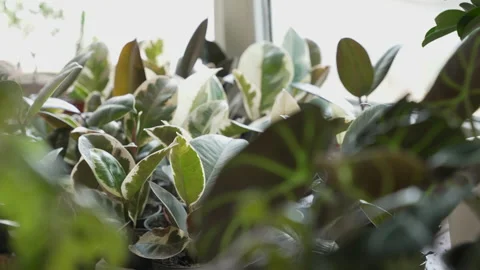 Close up shot of different green leaves Stock Footage 165765528