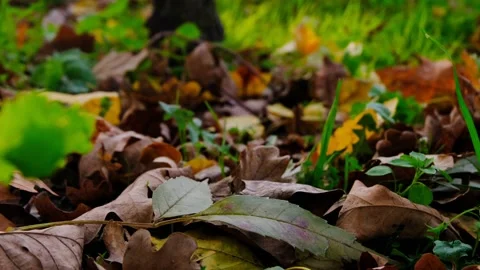 Close Up Shot Of Different Kinds And Colors Of Autumn Leaves  Stock Footage 166840046