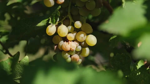 Close up shot of a diseased grape cluster. Grape anthracnose, sour rot. Stock Footage 286420578