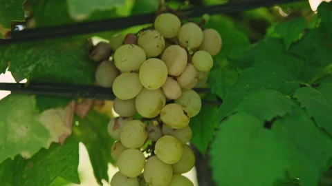 Close up shot of a diseased grape cluster. Grape anthracnose, sour rot. Stock Footage 286420876