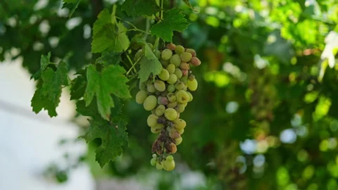 Close up shot of a diseased grape cluster. Grape anthracnose. Vídeo Stock 286421608