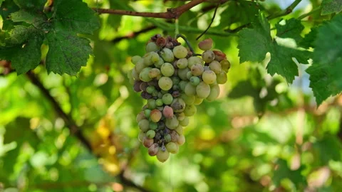 Close up shot of a diseased grape cluster. Grape anthracnose. Stock Footage 286422764