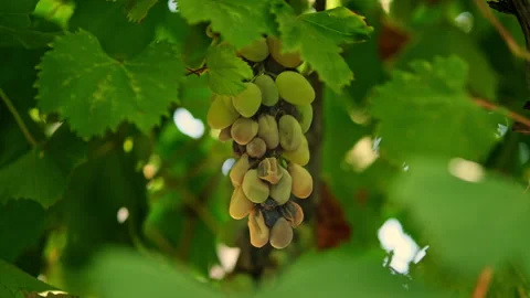 Close up shot of a diseased grape cluster. Grape anthracnose. Stock Footage 286423785