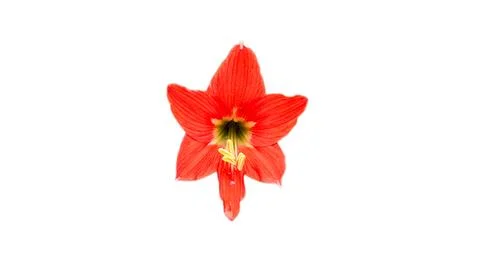 Close-up shot displaying a fully bloomed red amaryllis flower with prominent  Фото