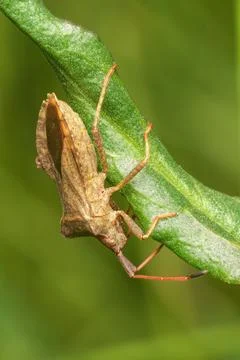 Close-up shot of a Dock Bug perched on a green leaf Stock Photos