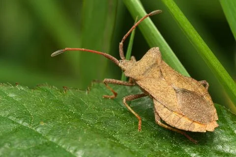 Close-up shot of a Dock Bug perched on a green leaf Foto stock