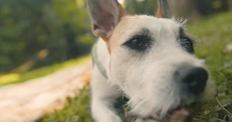 Close up shot dog face. Video stock 244704572