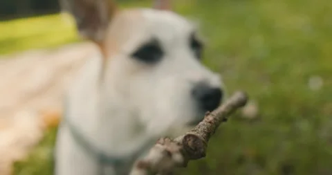 Close up shot dog face. Stock Footage 244704585
