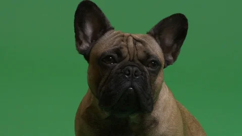Close up shot of a dog Stock Footage 103035753