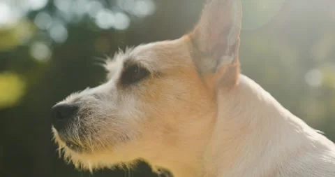 Close up shot of  dog head. Stock Footage 244704893