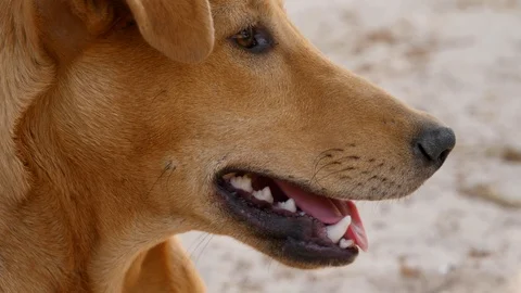Close shot of dog head looking forward and then yawning while turning Stock Footage 116274255