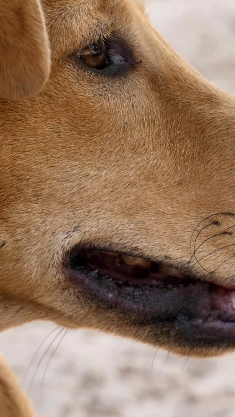 Close shot of dog head looking forward and then yawning while turning Video stock 230667612