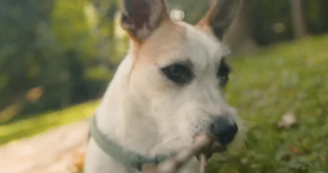 Close up shot  dog playing with stick. Dog love. Stock Footage 244704530