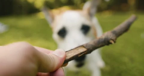Close up shot of dog playing with stick. Stock Footage 244705113