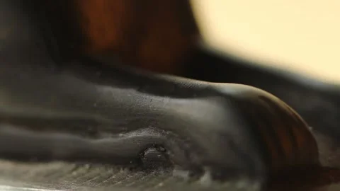 A close-up shot of a dog's paw on a table, great for use in pet-related content Stock Footage 322574839