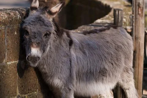 Close up shot for donkey in a barn Stock Photos