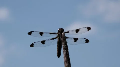 Close up shot of a dragonfly breathing. Video stock 324763342