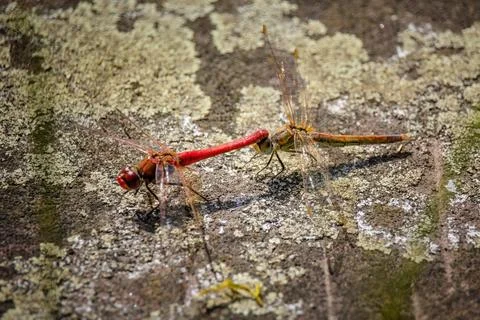 Close up shot of a dragonfly in nature Stock Photos