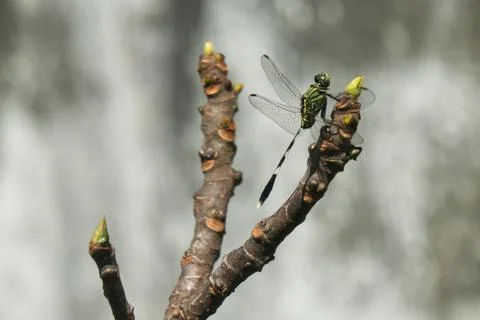 A close-up shot of a dragonfly perched on a bare branch, showcasing its int.. Stock Photos