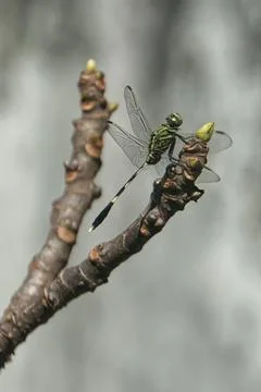 A close-up shot of a dragonfly perched on a bare branch, showcasing its int.. Stock Photos