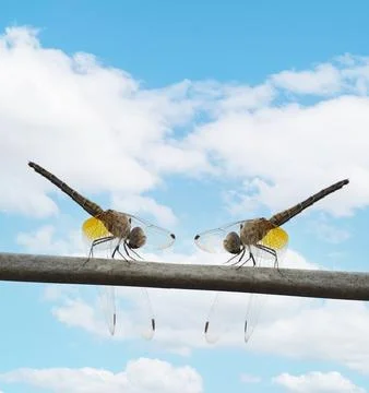 Close-up shot of a dragonfly perched on a wire or branch There is a beautiful Stock Photos