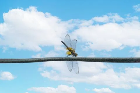Close-up shot of a dragonfly perched on a wire or branch There is a beautiful Stock Photos