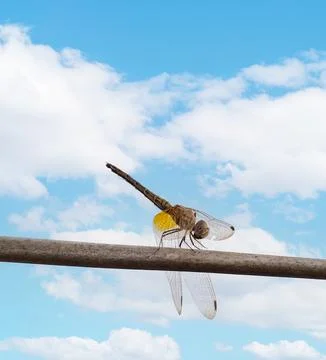 Close-up shot of a dragonfly perched on a wire or branch There is a beautiful Stock Photos