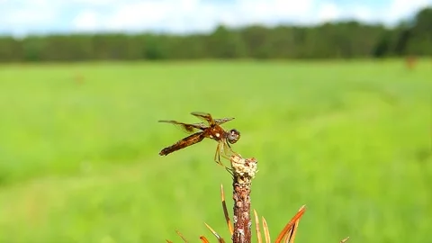 Close up shot of a dragonfly taking off. Stock-Footage 324763161