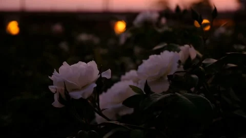 Close Up Shot Of Dramatic Rosery Scene At Sunset  Stock Footage 166178629