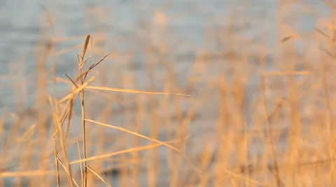 Close-up shot of dried Common reed vegetation swaying at a Finnish lakeside in Stock Footage 46951577