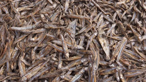 Close shot of dried fish with flies and bugs buzzing crawling infesting Stock Footage 76935790