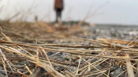Close up shot dried grass on ground with blurred woman walking by in slow motion Video stock 234803927